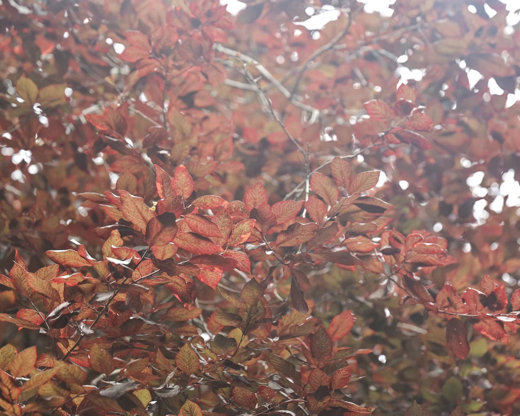Autumn leaves inspiration image for horn texture rose gold ring
