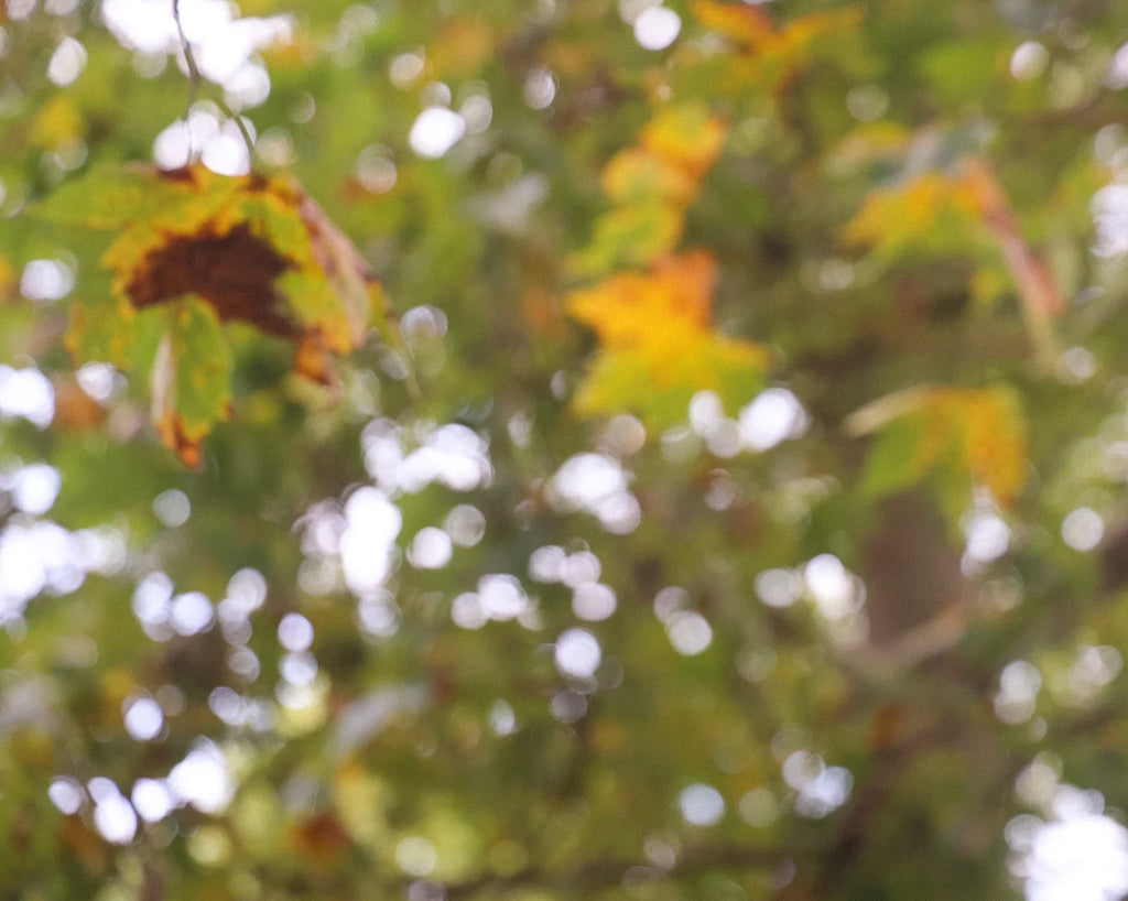 Soft nature-inspired editorial image for RU.ST jewellery collection