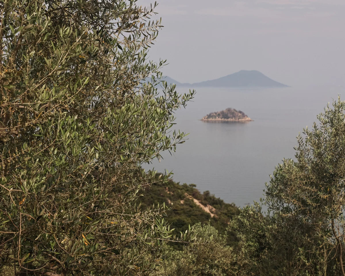 Olive tree landscape image for olive leaf wedding ring inspiration