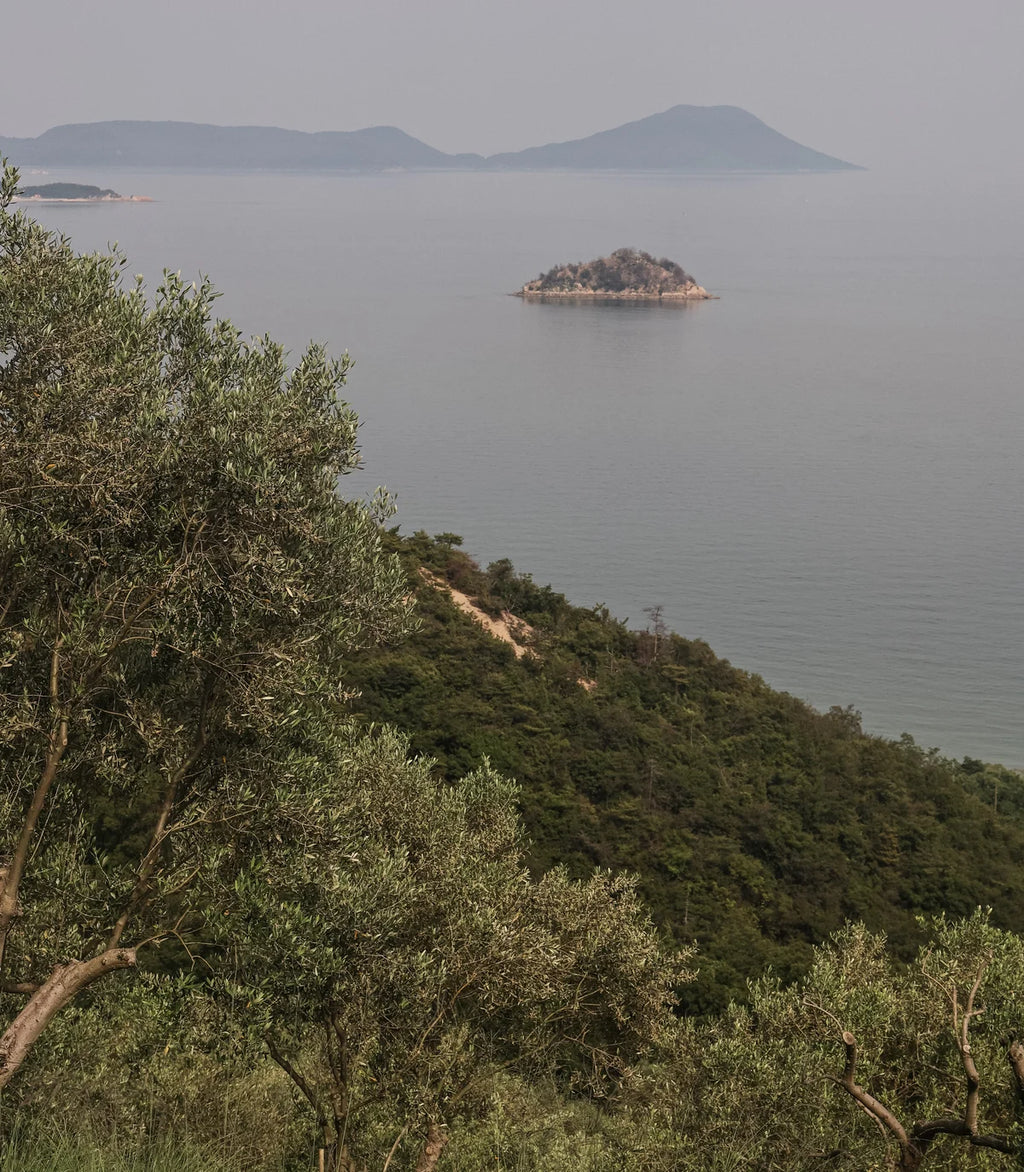 Olive tree landscape inspiration image for olive leaf wedding ring