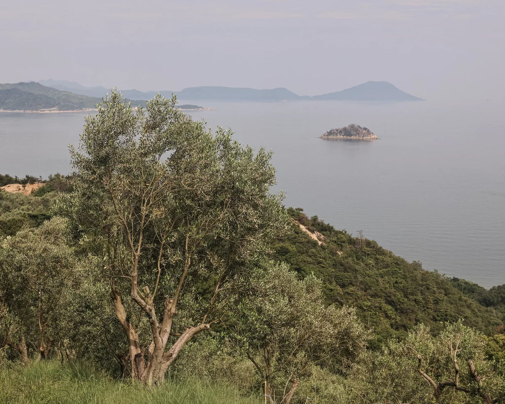 Olive tree landscape image for handmade olive leaf ring inspiration