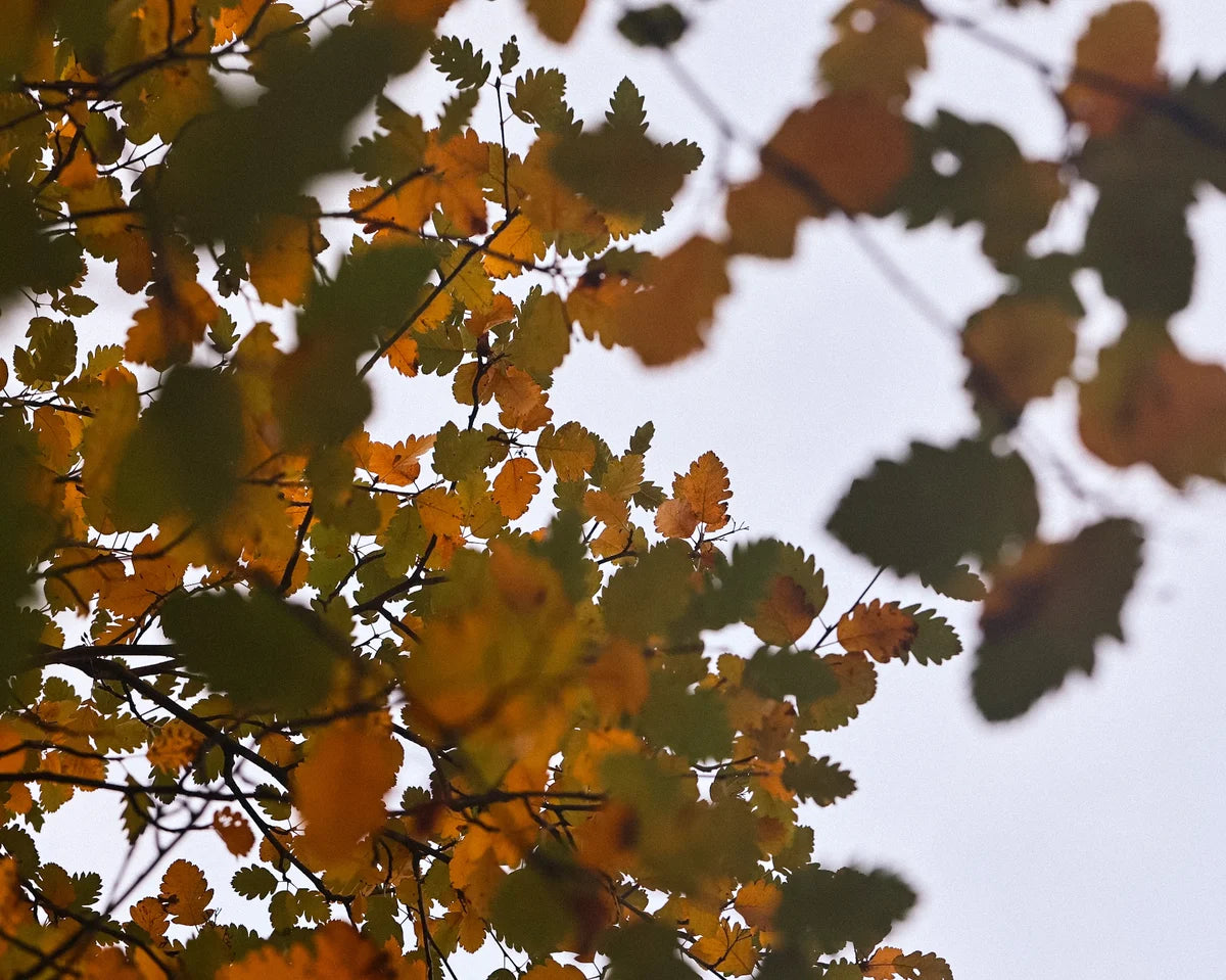 Autumn leaves with a blurred background