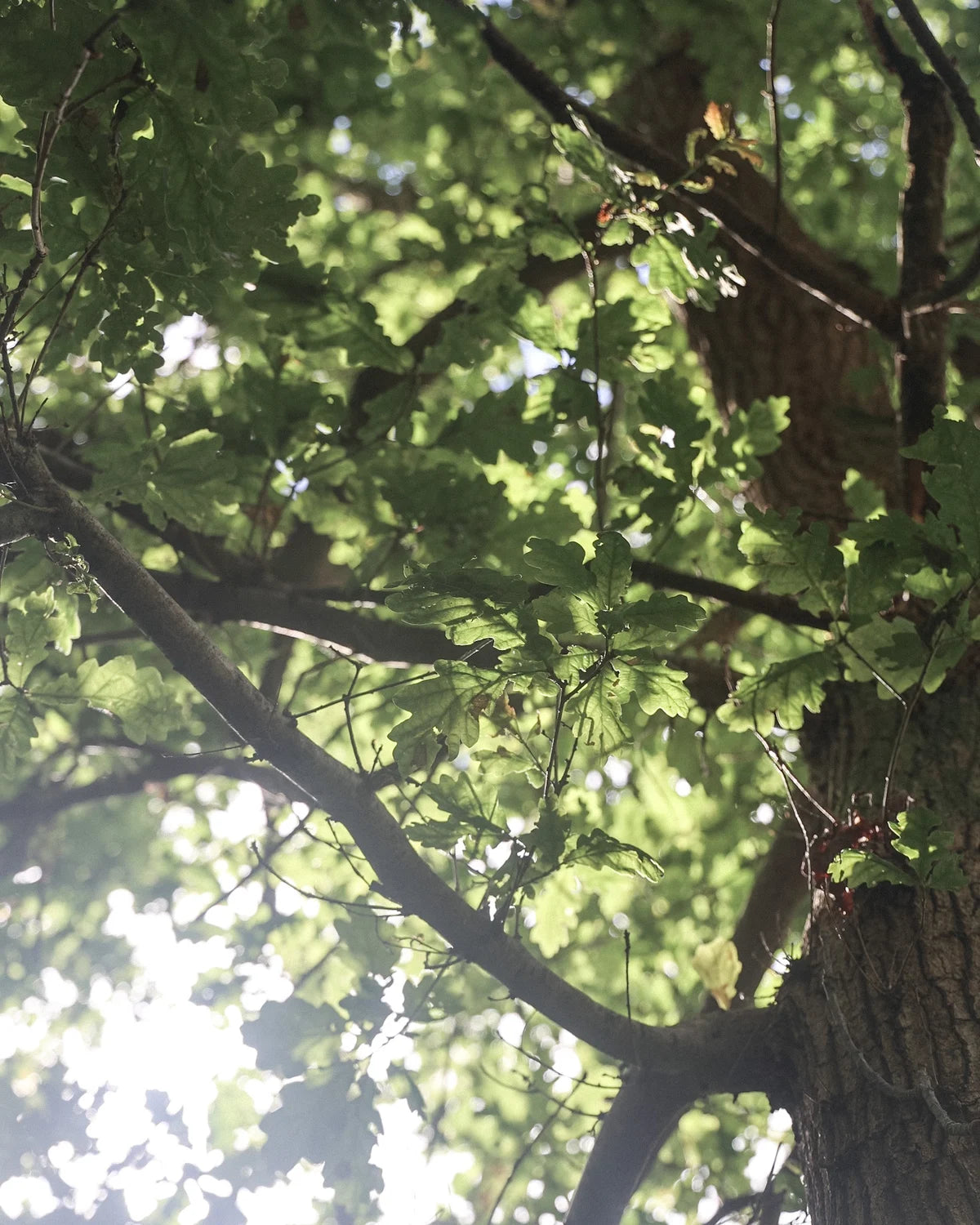 Tree with green leaves and branches against a bright sky