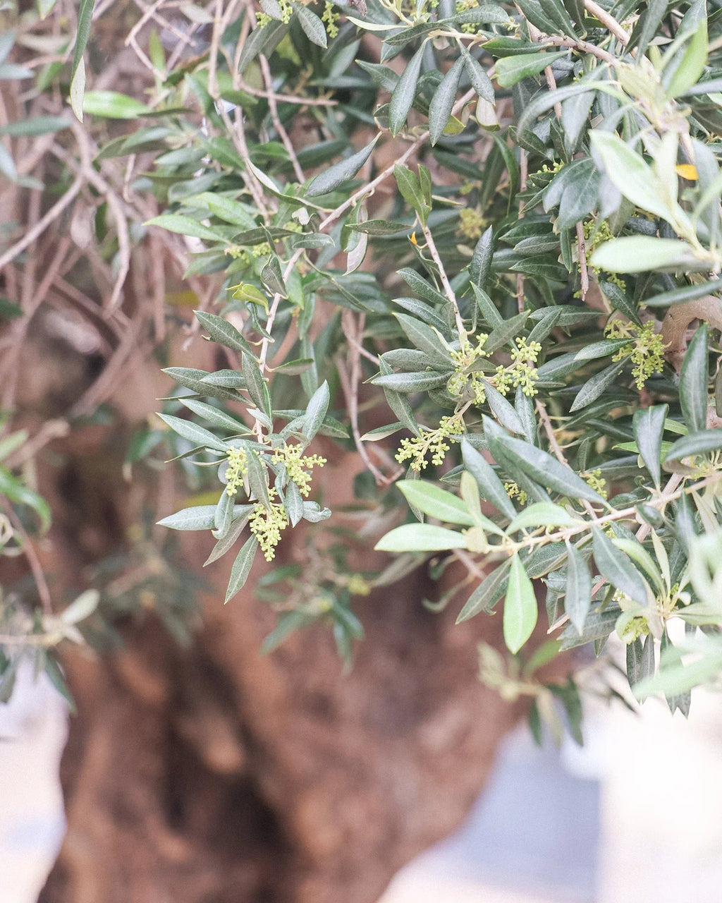 Olive tree inspiration image for olive leaf engraved wedding ring