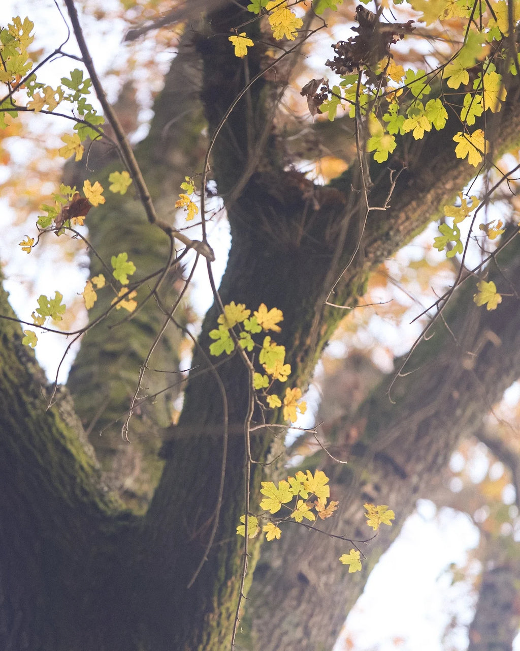 Tree with yellow leaves and a blurred background