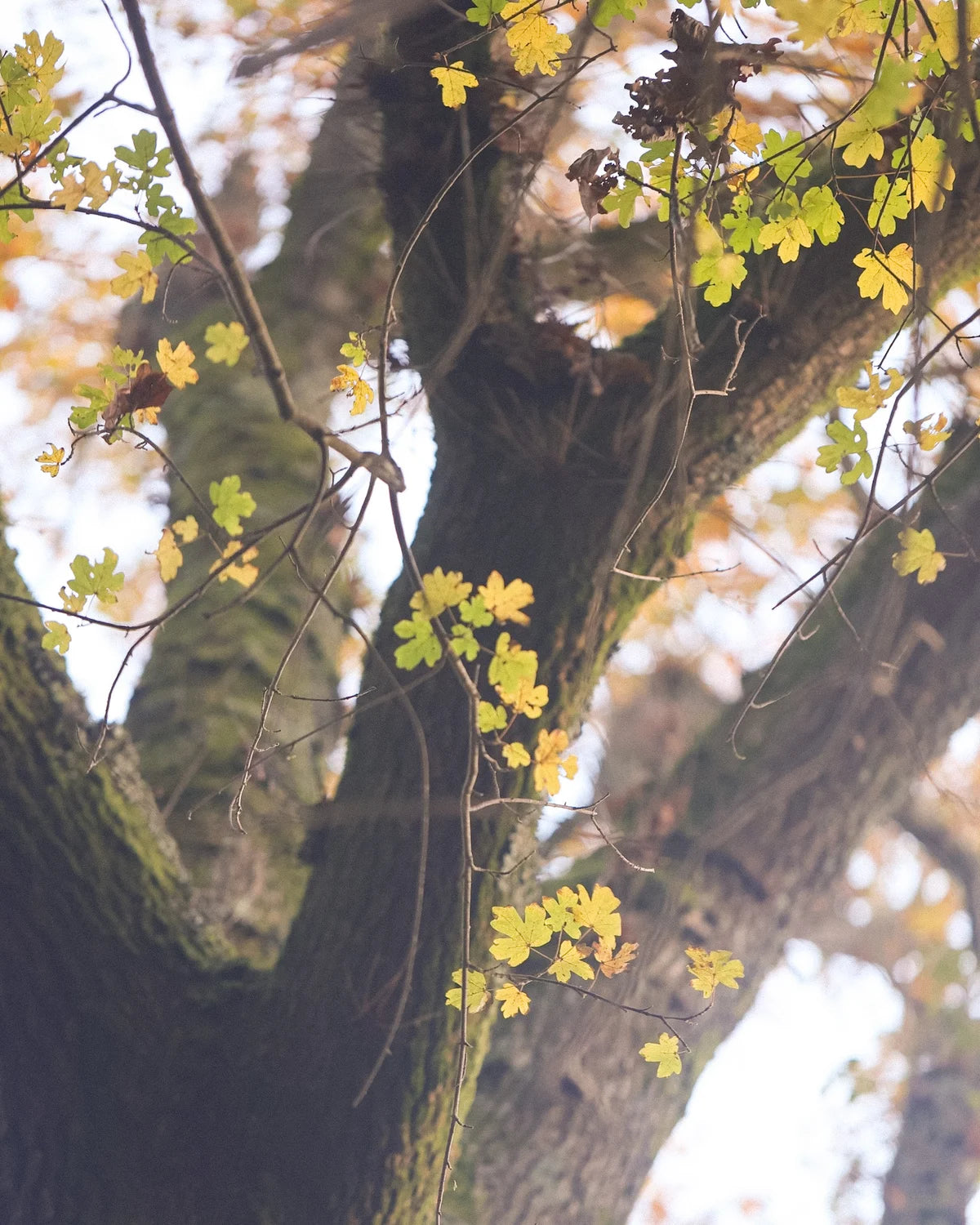 Tree with yellow leaves and a blurred background