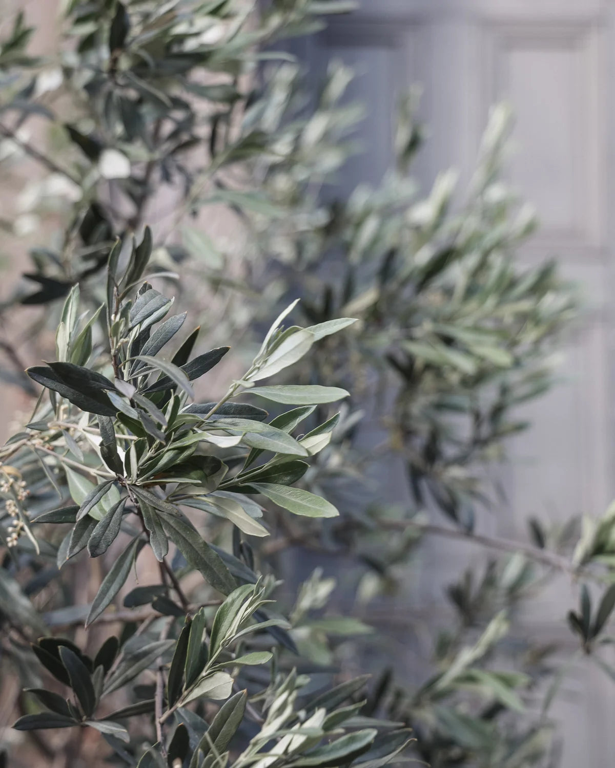 Close-up of olive tree leaves with a blurred background