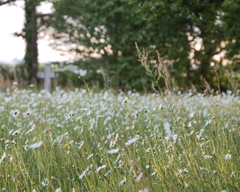 Wildflower field inspiration image for pressed flower engraved ring
