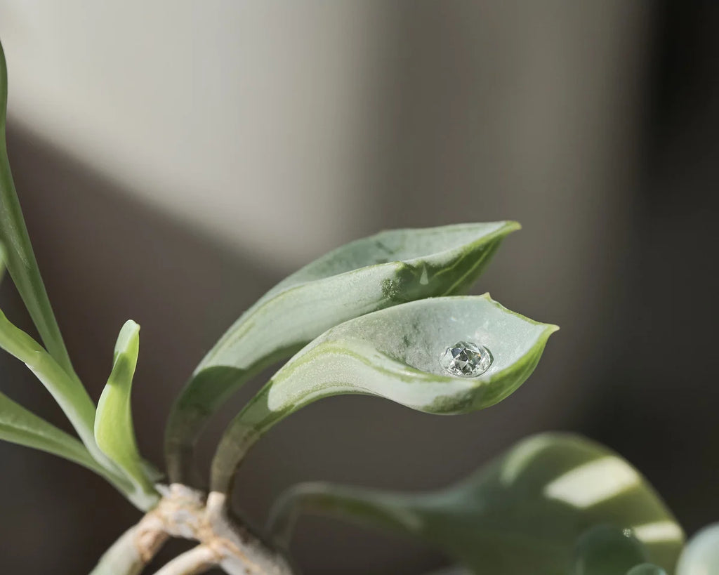 Close-up of a green leaf with a water droplet on a blurred background
