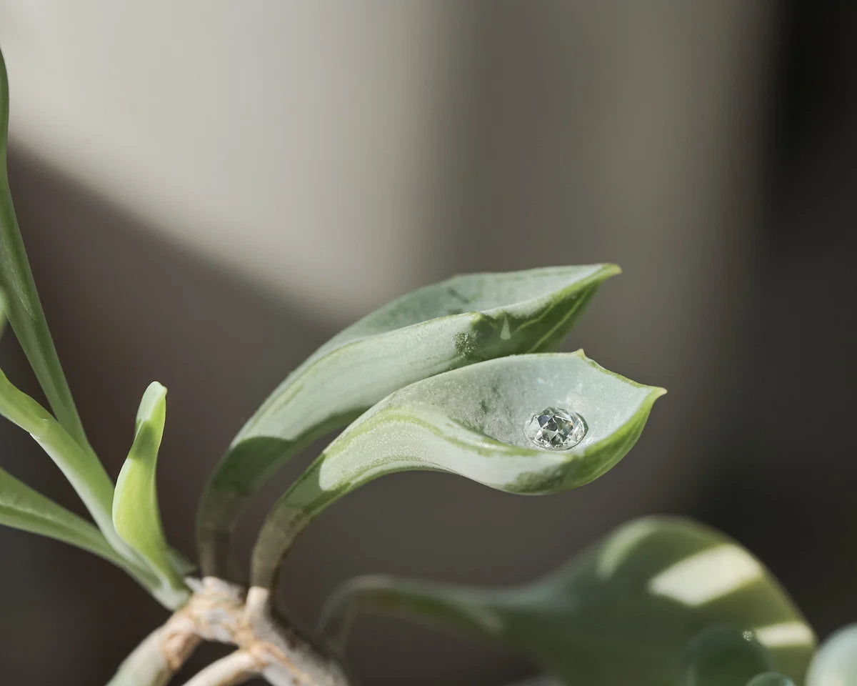 Close-up of a green leaf with a water droplet on a blurred background