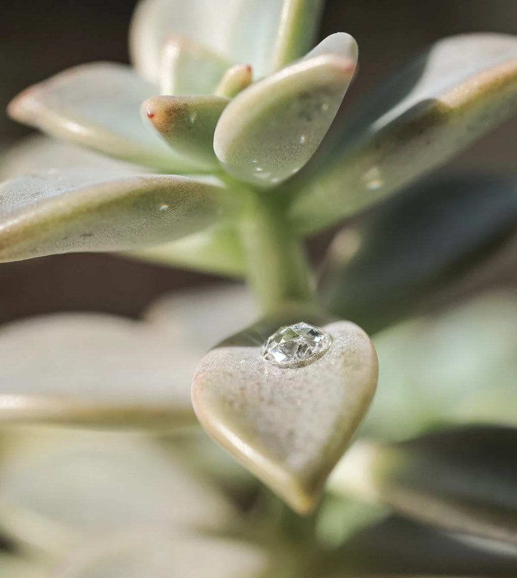 Close-up of a succulent leaf with a water droplet on it