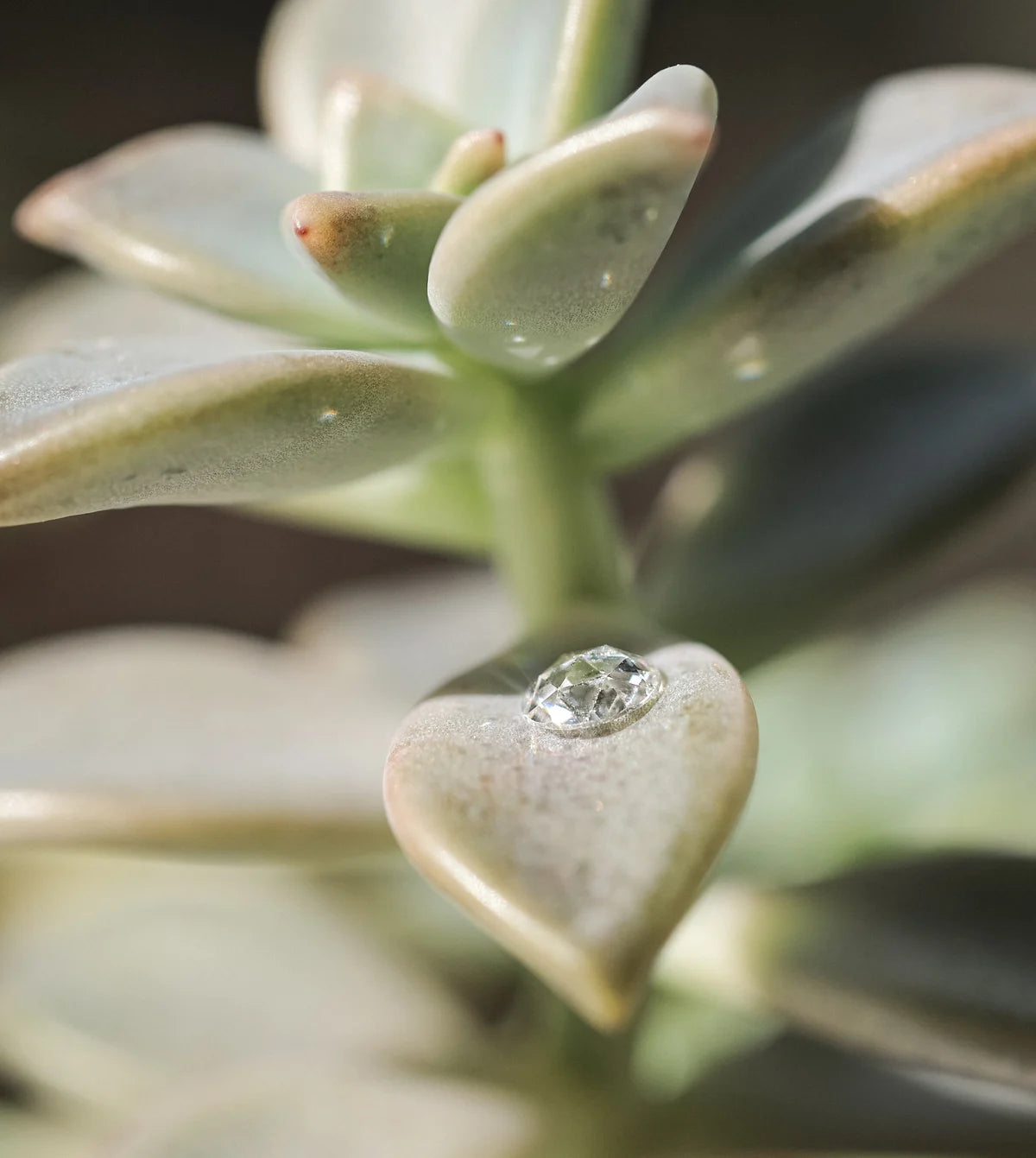 Close-up of a succulent leaf with a water droplet on it