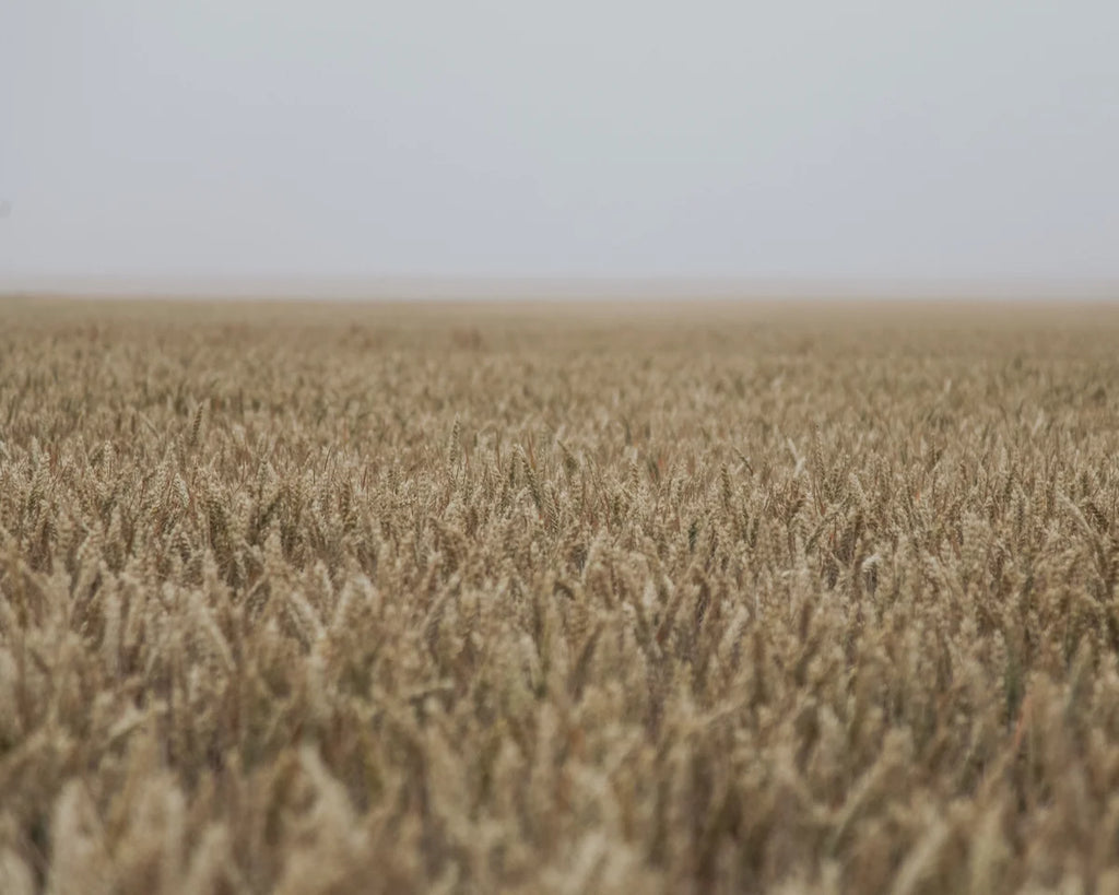 Barley field landscape image for barleycorn wedding ring inspiration