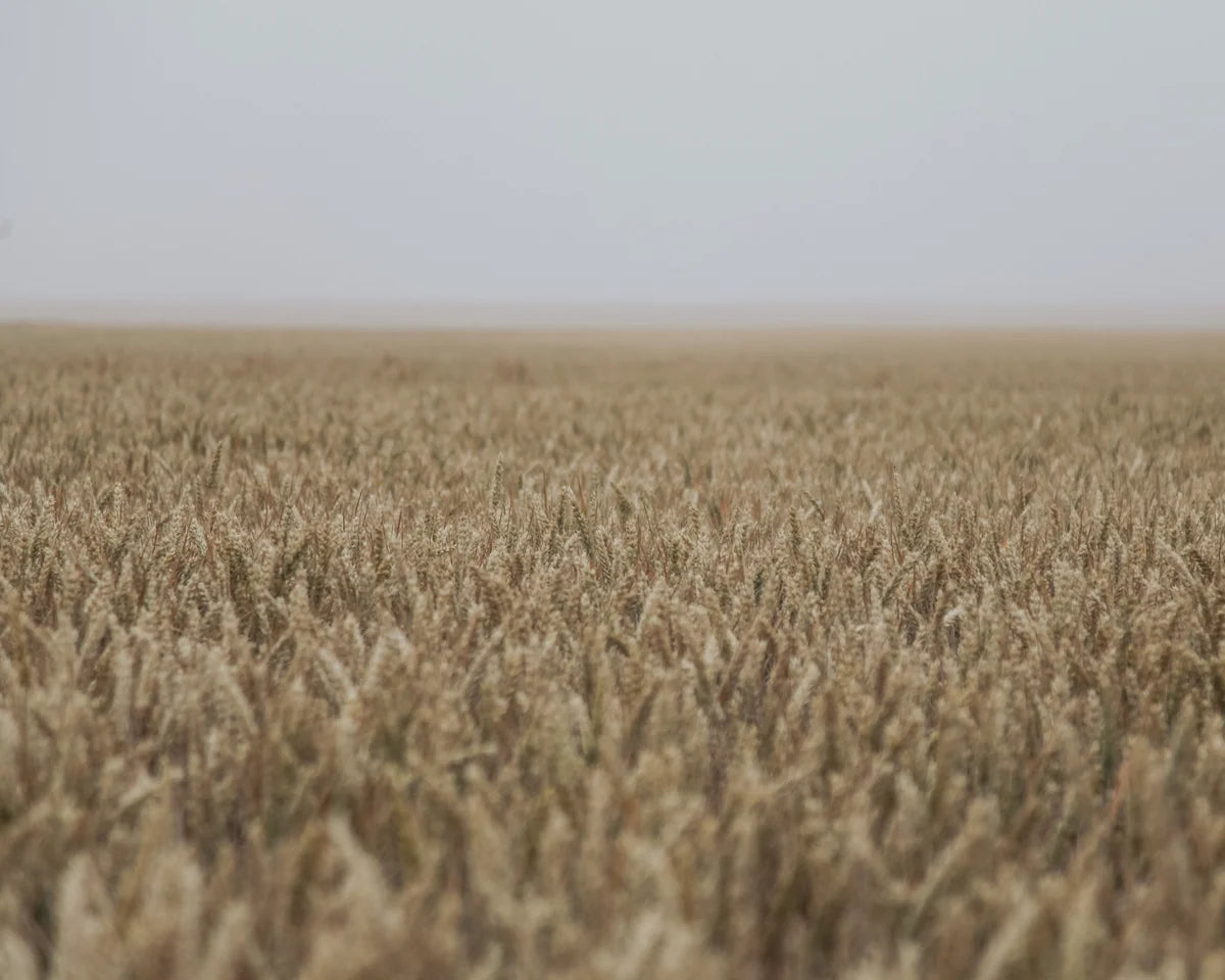 Barley field landscape image for barleycorn wedding ring inspiration