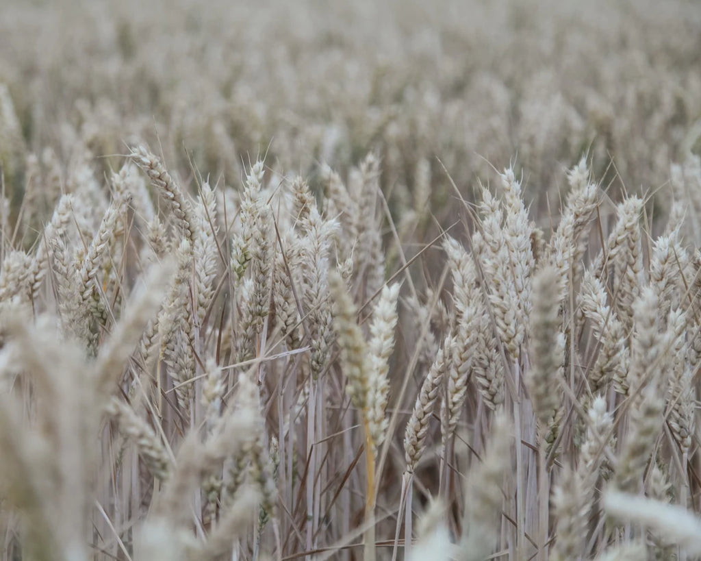Barley field inspiration image for barleycorn engraved ring