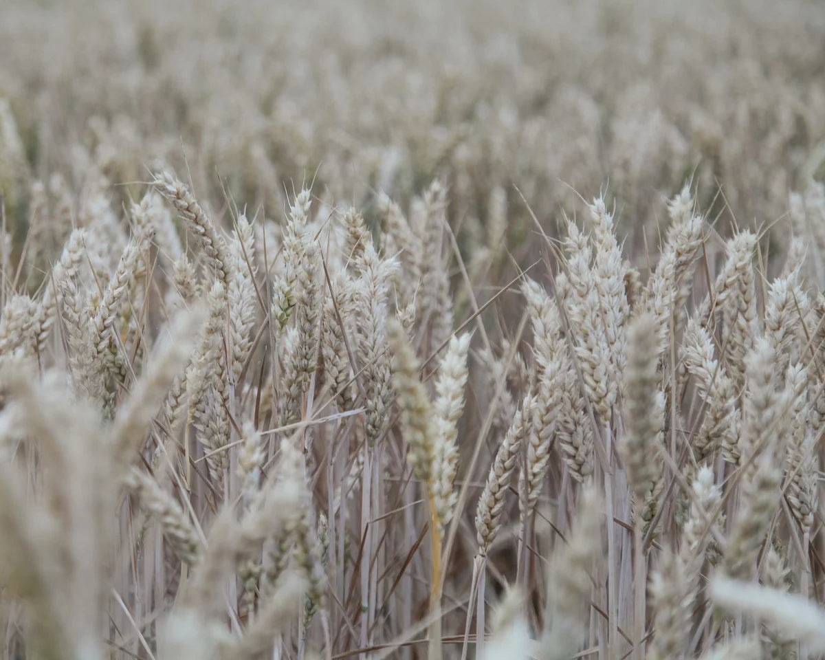 Barley field inspiration image for barleycorn engraved ring